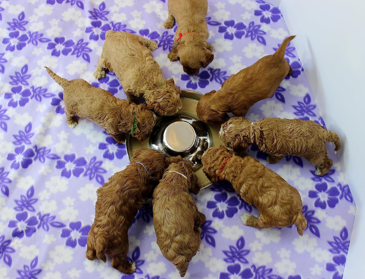 Stainless Steel Puppy Dog Bowls, Pets Puppies Feeding Food and Water Weaning Bowls Dishes Feeder, 11.8 Inch