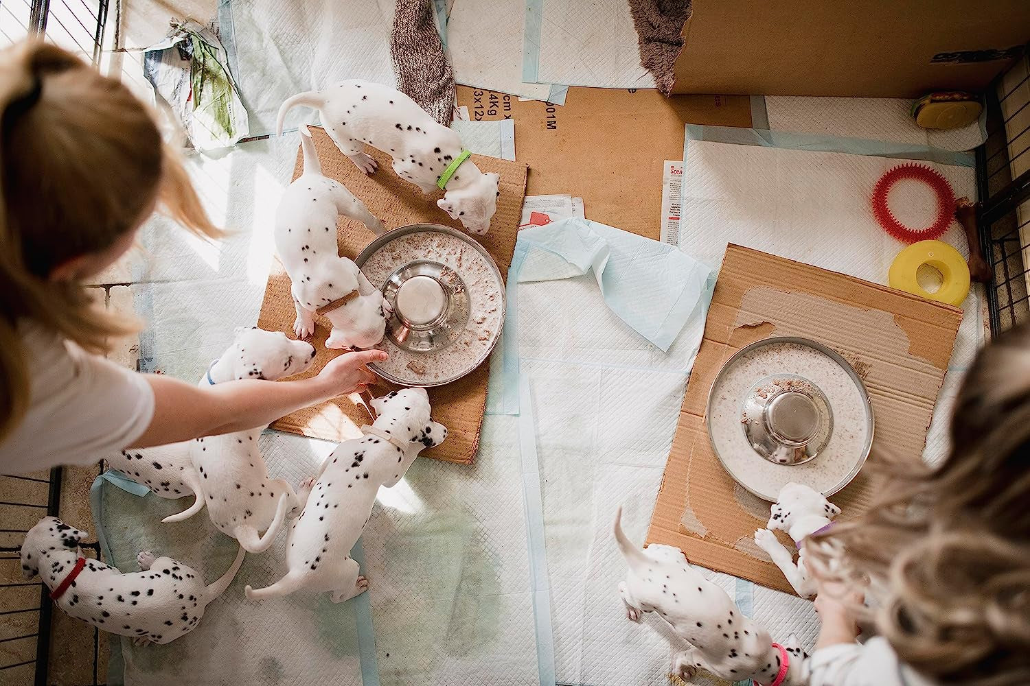 Stainless Steel Puppy Dog Bowls, Pets Puppies Feeding Food and Water Weaning Bowls Dishes Feeder, 11.8 Inch